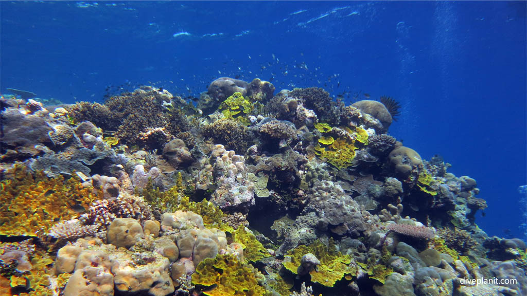 Mirror Pond dive site, Russell Islands, Solomon Islands