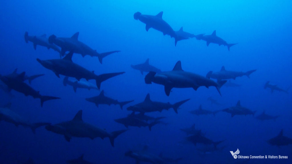 Scuba diving okinawa hammerhead sharks yonaguni ocvb