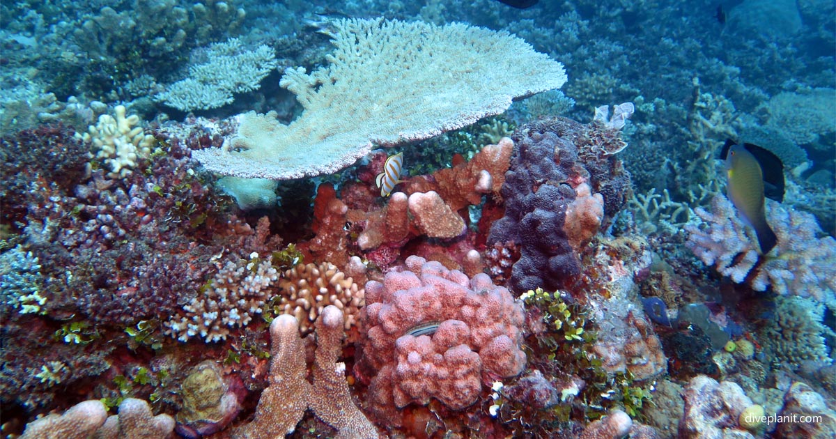 Cindy’s Reef dive site Aore Island Espiritu Santo Vanuatu