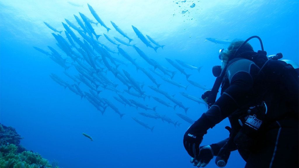 Absolute Adventures Santo Dive Centre and Coral Quays Resort barracuda and diver-Aa5_1
