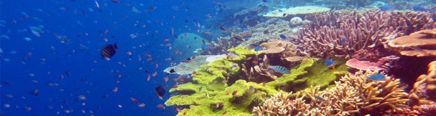 diving papua new guinea