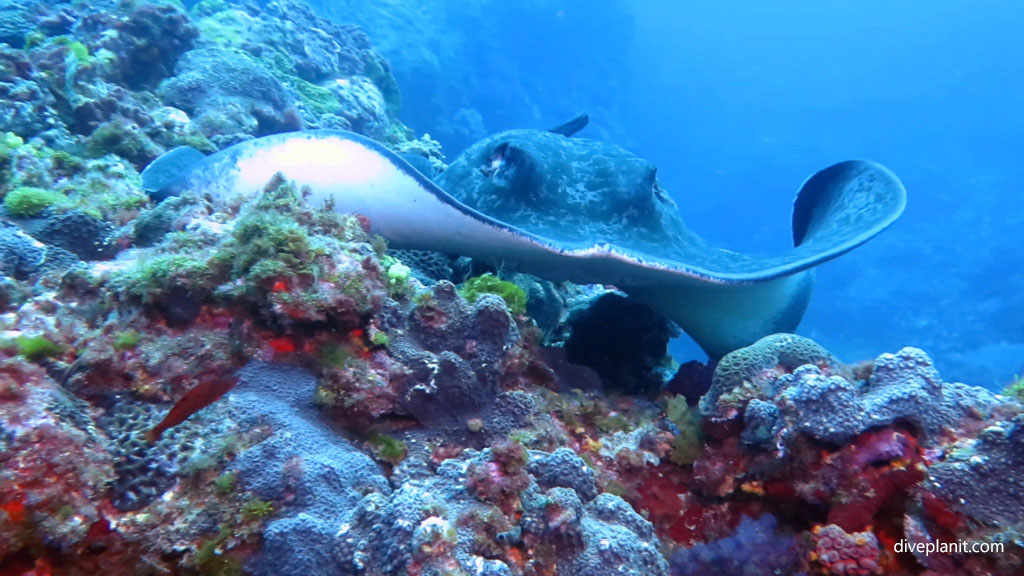 Diving Balls Pyramid at Lord Howe Island is stunning. It’s one of the best dive sites in Australia. See Ballina Angelfish surrounded by Galapagos sharks