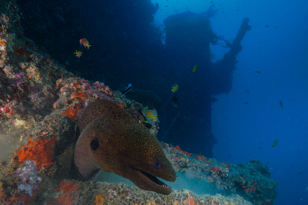 Vanuatu Santo Allan Power Coolidge Ness moray eel_JJ38384