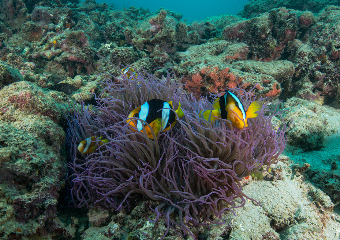 Vanuatu Santo Allan Power Coolidge purple anemone_JJ38545