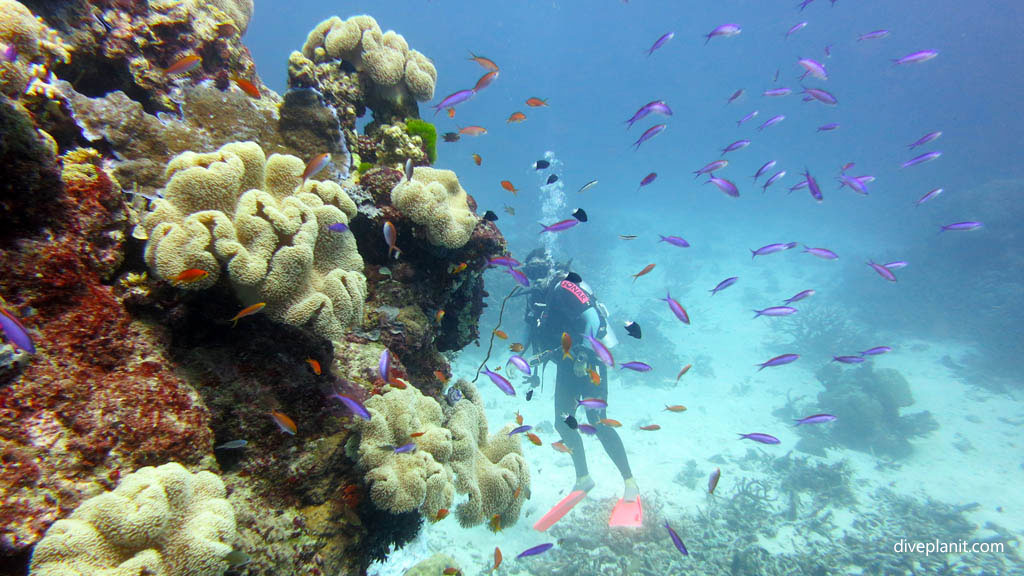 What are the Best Diving Places on Our Great Barrier Reef in Australia