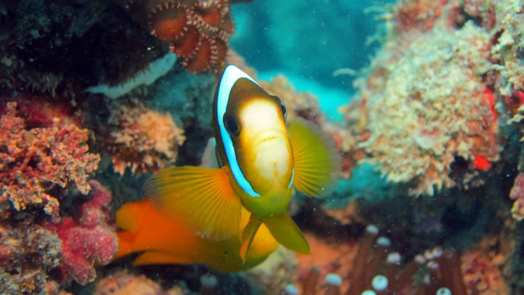 Orange finned Anemonefish face on at Stepping Stones diving Hastings Reef with Passions of Paradise Great Barrier Reef Queensland by Diveplanit