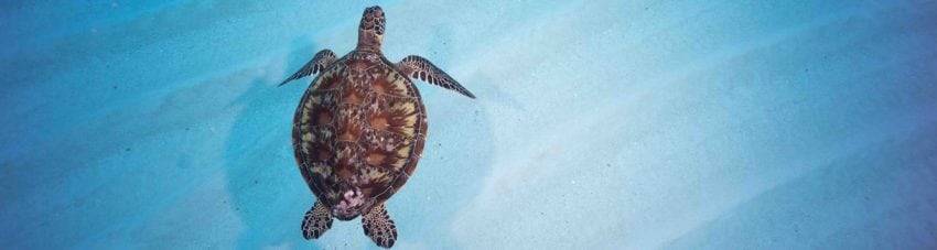Turtle below over the sand at ippon ishi best diving visibility in the world at yonaguni okinawa japan diveplanit banner