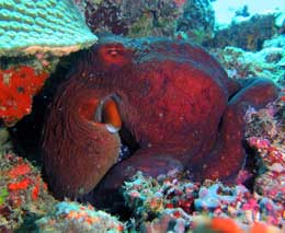 Coconut octopus diving garden of eden at mantaray island resort fiji islands diveplanit feature