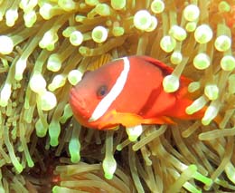 Fiji anemonefish closer diving plantation pinnacle at malolo fiji islands diveplanit feature