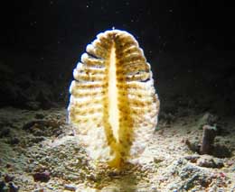 Sea pen with light from behind diving barefoot kuata night dive at yasawa islands fiji islands diveplanit feature
