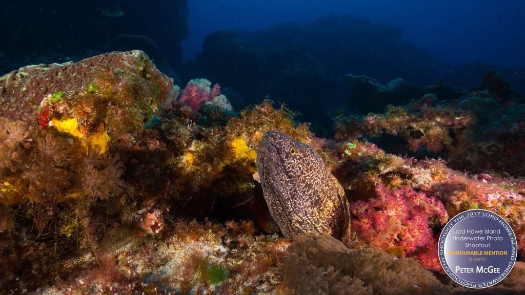 Lord Howe Island First Underwater Photo Shootout Endemic Honorable Mention Pete McGee