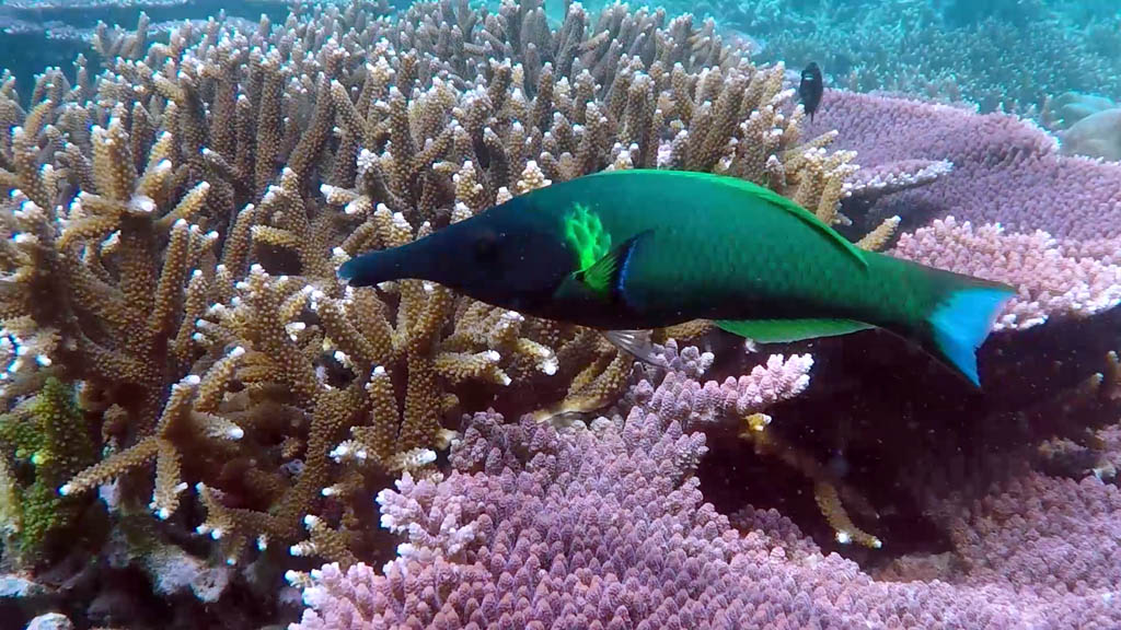 Pulau Tioman diving one of Malaysia’s unspoilt islands by our guest blogger and keen aquanaut Dof Dickinson