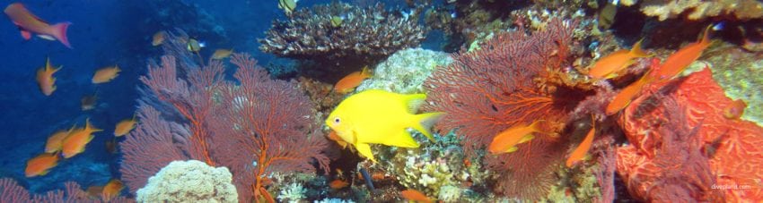 Reef scene with damsel and anthias diving instant replay at volivoli fiji islands diveplanit banner