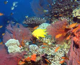 Reef scene with damsel and anthias diving instant replay at volivoli fiji islands diveplanit feature