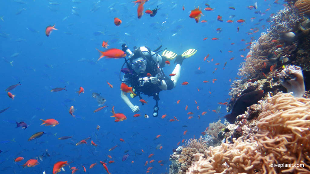 Diver in reef fish diving Wheatfields at Volivoli Fiji Islands by Diveplanit