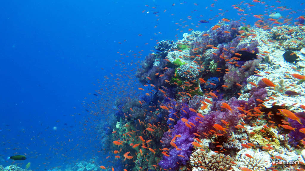 Reef scene in blue with orange anthias diving Instant Replay at Volivoli Fiji Islands by Diveplanit