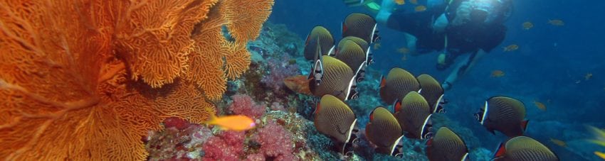 White collared butterflyfish with diver at ko tachai pinnacles diving the similans diveplanit banner