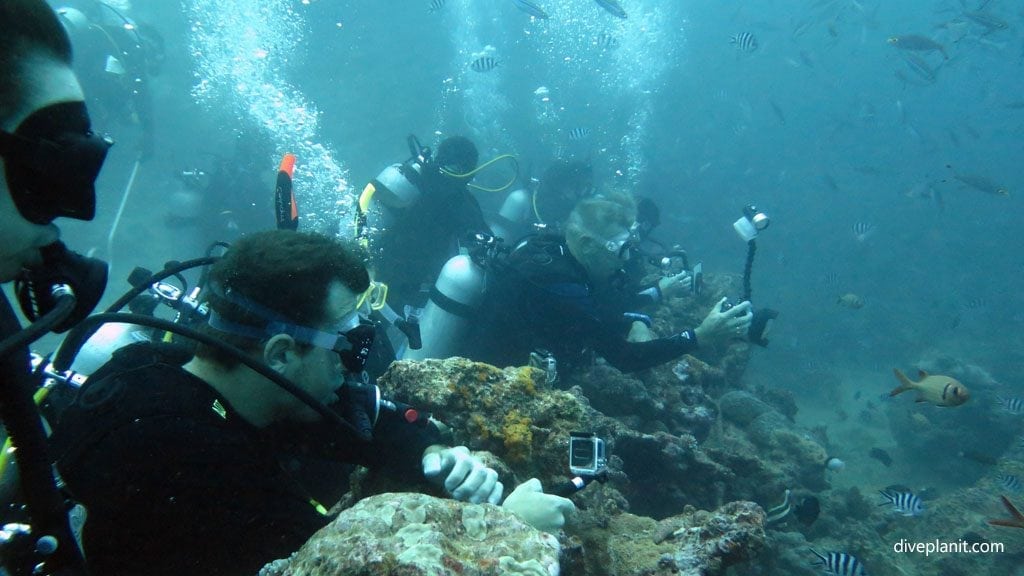 Crowd left with GoPros diving Aqua Trek Shark dive at Beqa Lagoon Fiji Islands by Diveplanit 2227