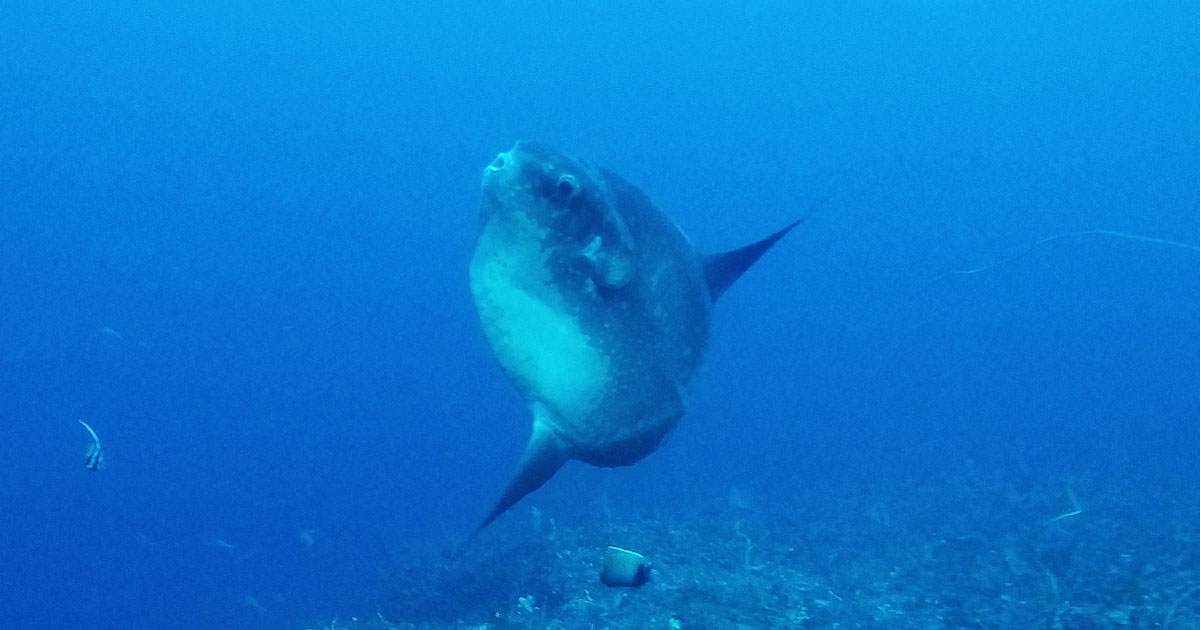 Gopr ocean sunfish mola mola photo credit heather sutton opengraph jpg