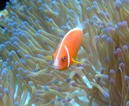 Coral coast diving pink anemonefish at sundance dive site fiji islands diveplanit feature