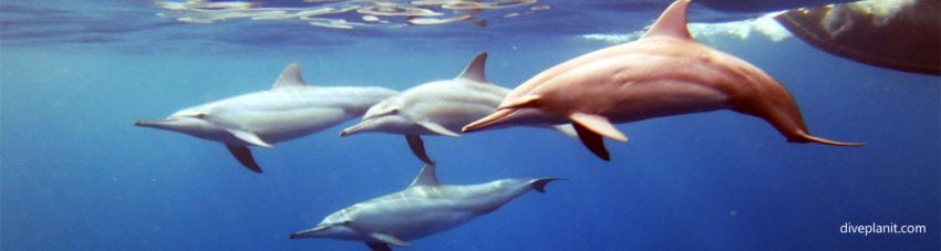 Commonwealth marine reserves to be renamed australian marine parks and protection levels gutted diveplanit banner