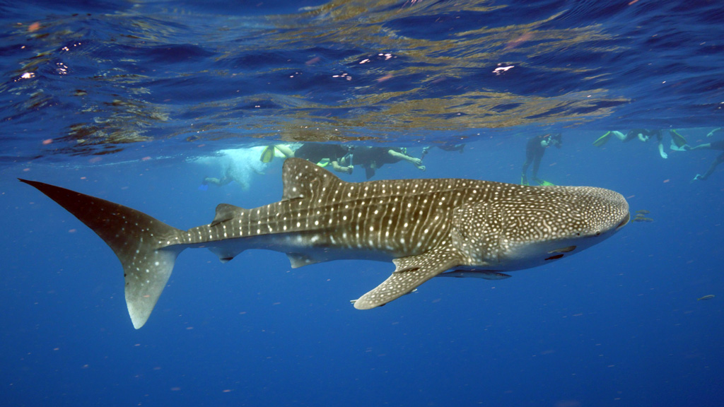 swimming with whale sharks – the oceans gentle giants