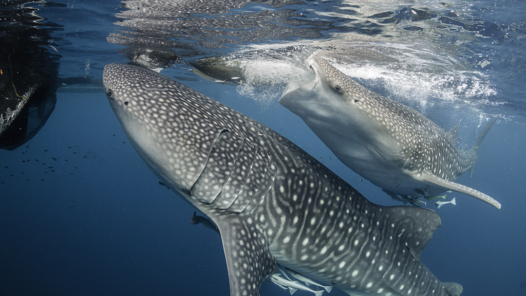 Swimming with whale sharks feeding on the fishing nets hanging from floating fishing platforms