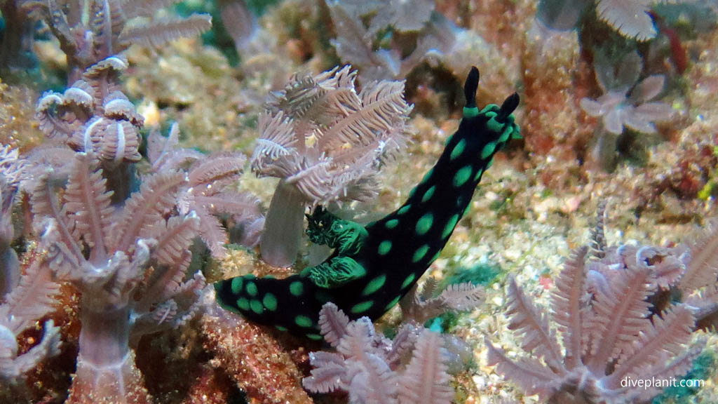 In Ibu’s Secret Garden diving North Sulawesi at the epicentre of the Coral Triangle. The reefs and marine life are mature and the biodiversity is amazing