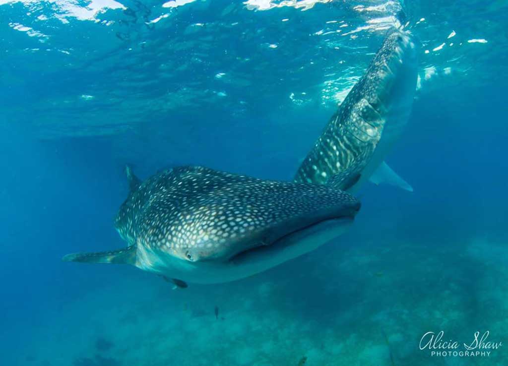 7 places close to home where you can reliably dive, snorkel or go swimming with whale sharks if you go in the right season