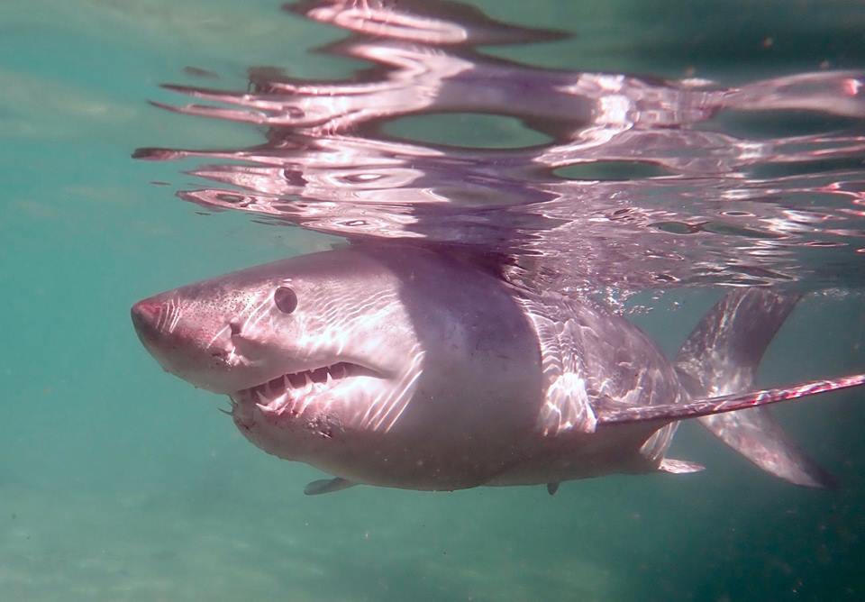 Fluffy great white shark credit Nick Dawkins