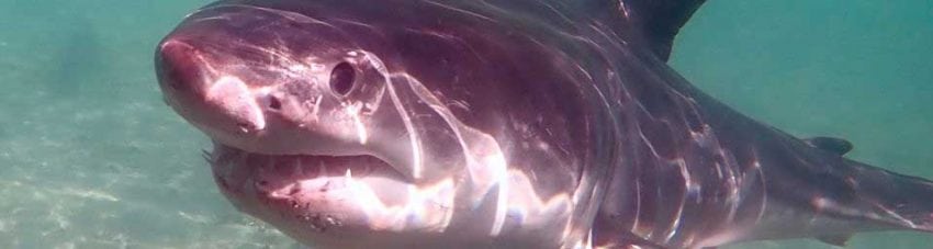 Fluffy great white shark credit nick dawkins banner
