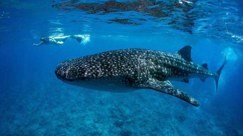 7 places close to home where you can reliably dive, snorkel or go swimming with whale sharks if you go in the right season