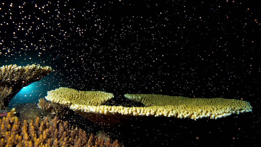 It’s that time of year again when our Great Barrier Reef procreates. Millions of tiny animals have a simultaneous organism in the great coral spawning event