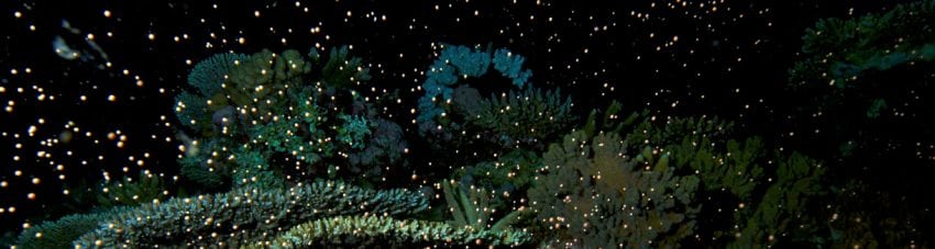 Coral spawning supplied ttnq credit darren miller banner
