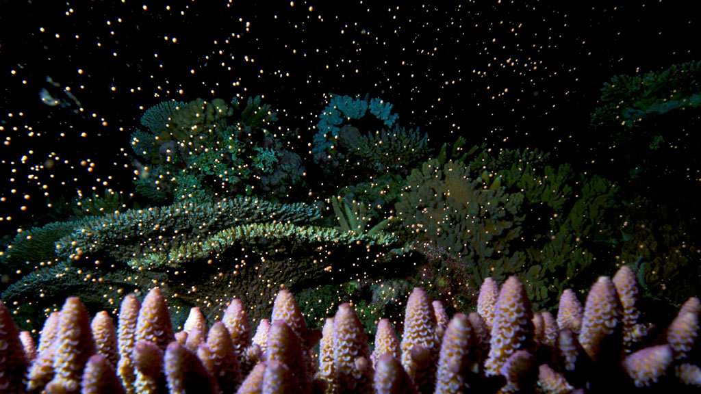 Purple acropora fingers coral spawning supplied ttnq