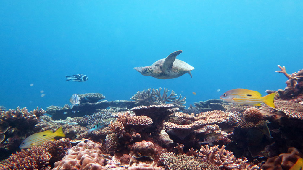 Turtle glides by Lady Elliot Island first climate change ark on the GBR Diveplanit marine environment 2017