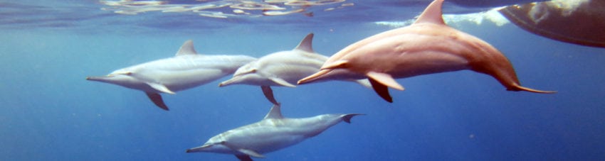 Ssi marine ecology course diving with dolphins christmas island diveplanit banner