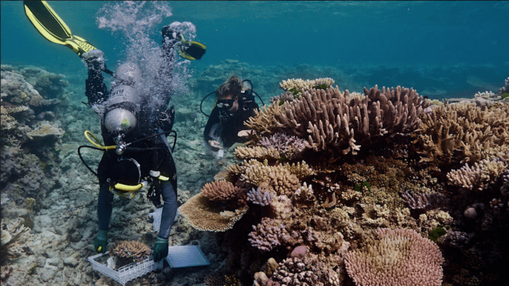 Diveplanit’s Marine Environment 2017 News Round Up