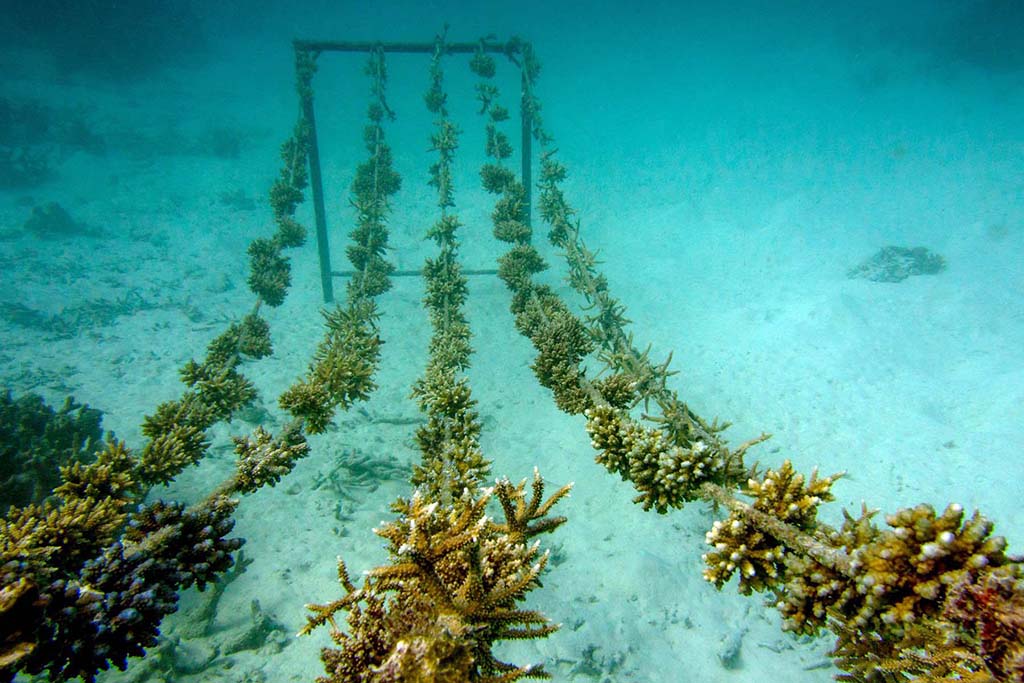 Anantara coral reef cpr Coral Reef Restoration Anantara Coral Reef CPR