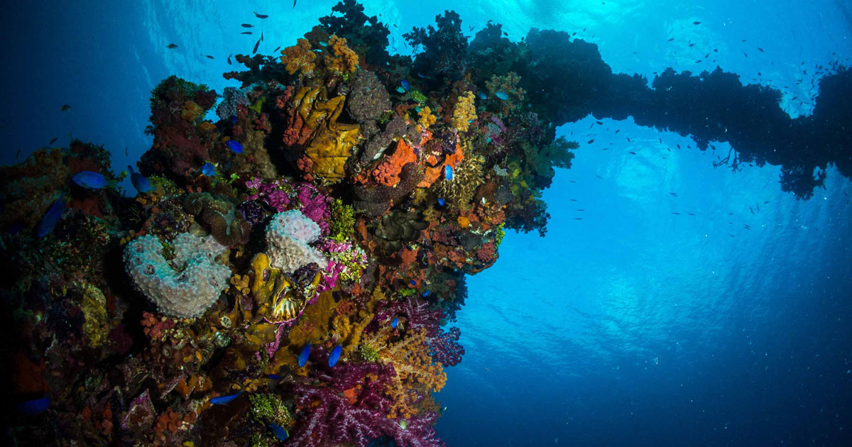 The story of the Aikoku Maru as a working ship, and Kimiuo Aisek, a man who worked on it, witnessed its destruction and eventually dived on it