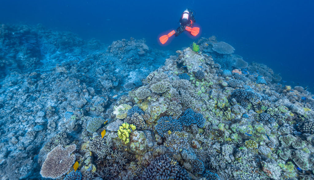 The odyssey, diving the rowley shoals