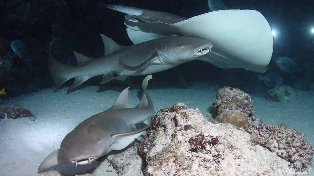 sharks and rays diving Alimatha Faru at Central Atolls Maldives by Diveplanit