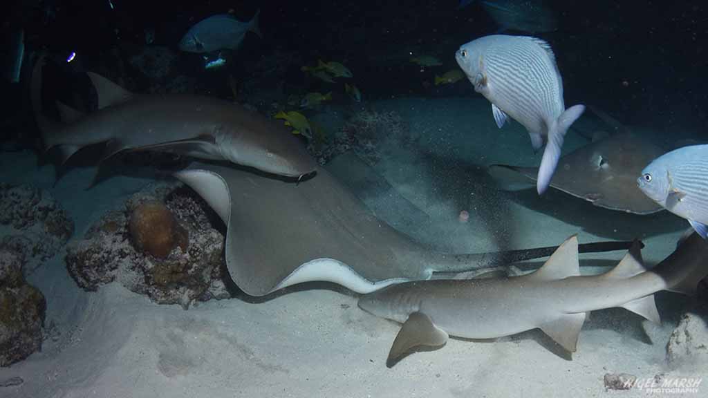 sharks and rays diving Alimatha Faru at Central Atolls Maldives by Diveplanit