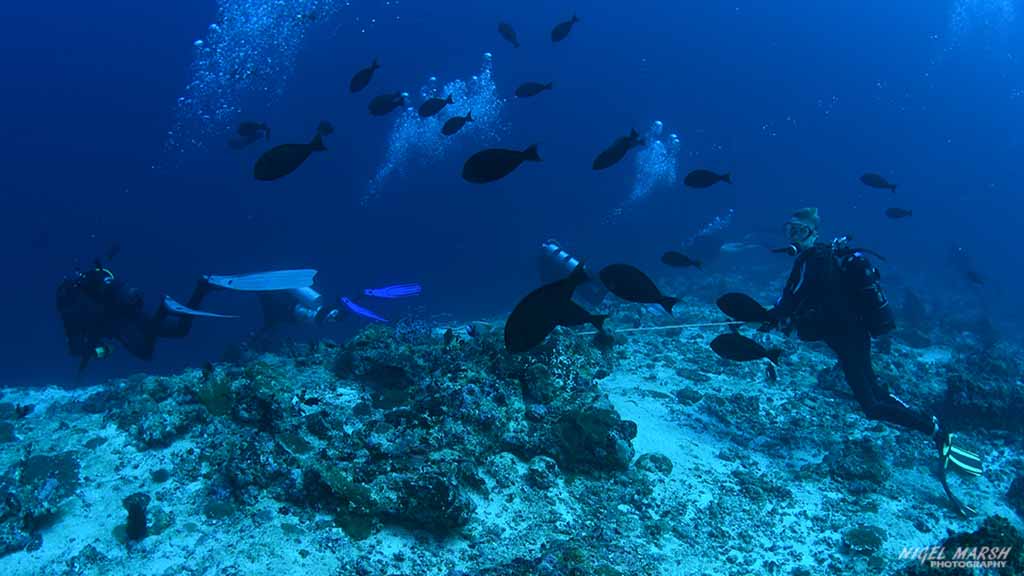 hooked in diving Embudhoo Express at Central Atolls Maldives by Diveplanit