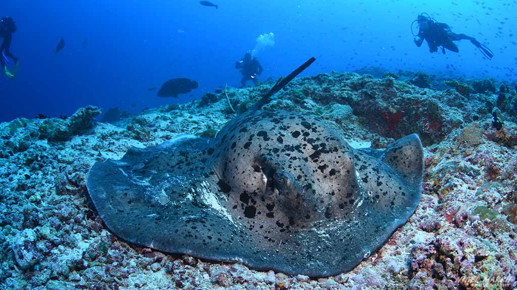 blotched ray diving Embudhoo Express at Central Atolls Maldives by Diveplanit