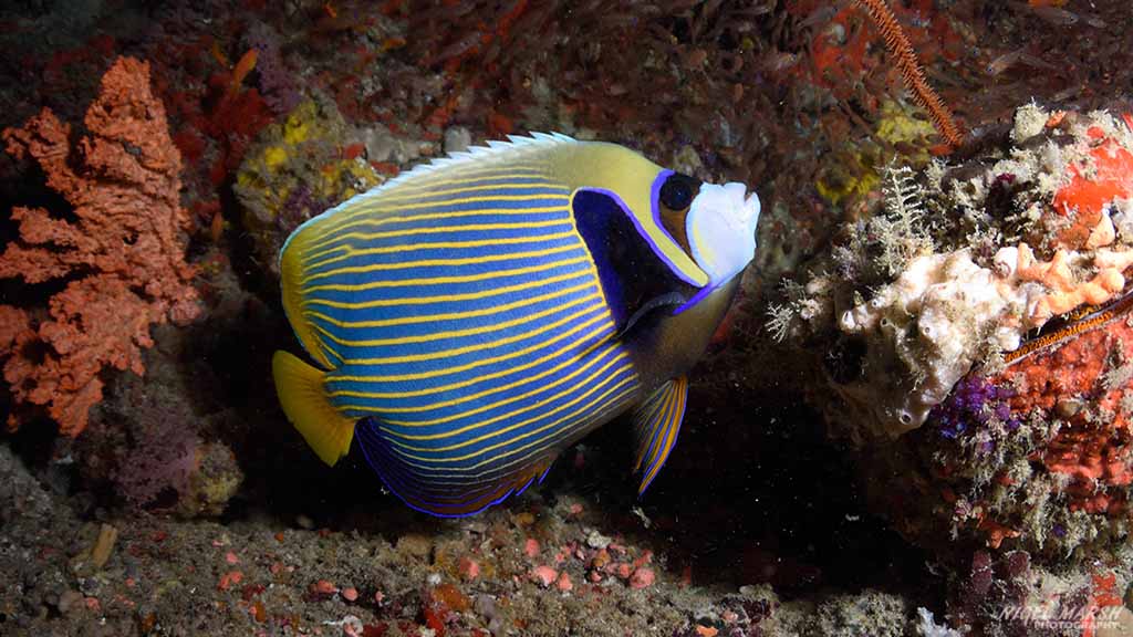 angelfish diving Fesdu Wreck at Central Atolls Maldives by Diveplanit