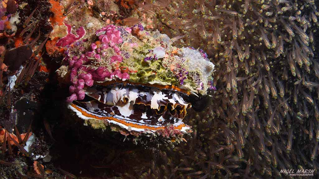 thorny oyster diving Fesdu Wreck at Central Atolls Maldives by Diveplanit