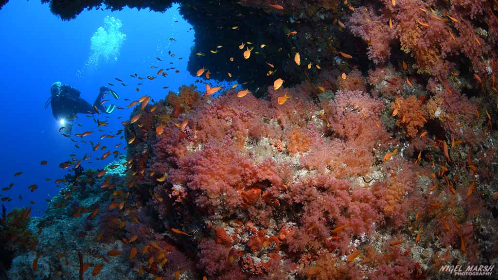 soft coral cave diving Golden Wall at Central Atolls Maldives by Diveplanit
