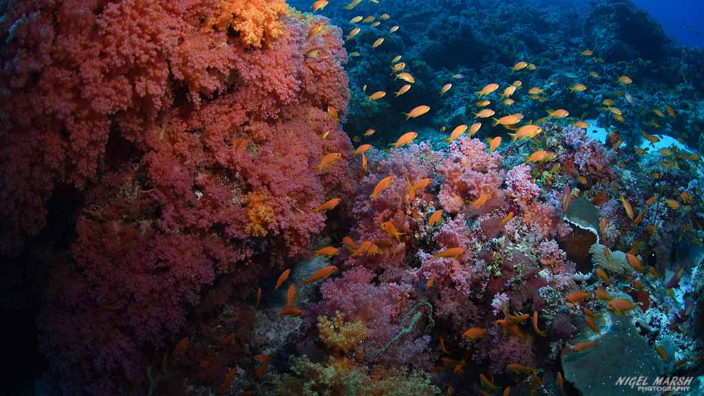 soft corals diving Golden Wall at Central Atolls Maldives by Diveplanit
