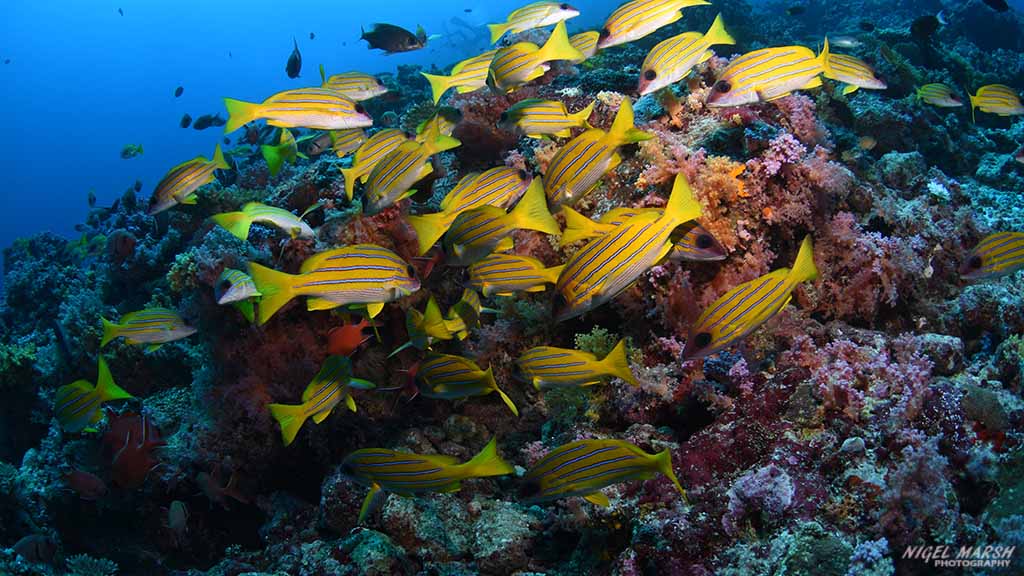 snappers diving Golden Wall at Central Atolls Maldives by Diveplanit